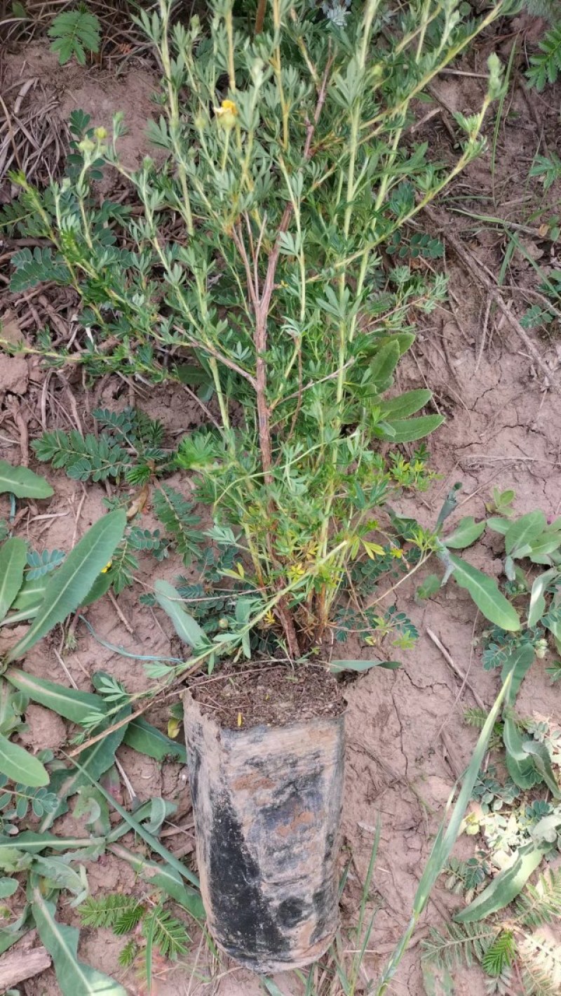 金露梅，银露梅，规格齐全高原种植
