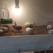 九色芦丁鸡种蛋，受精率高容易孵化，颜色彯亮