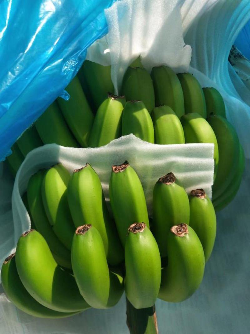 香蕉，苹果蕉