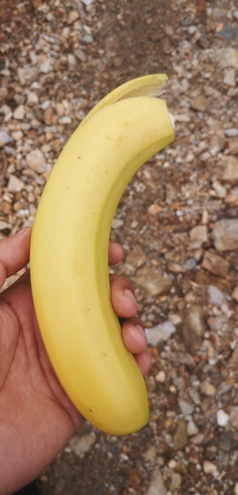 香蕉，苹果蕉
