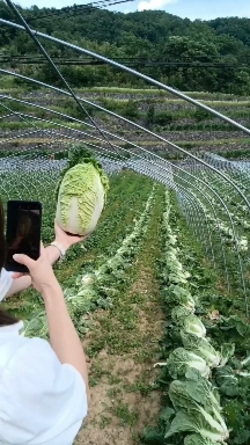 [荐]黄心白菜大白菜白菜看货论价保质保量欢迎订购