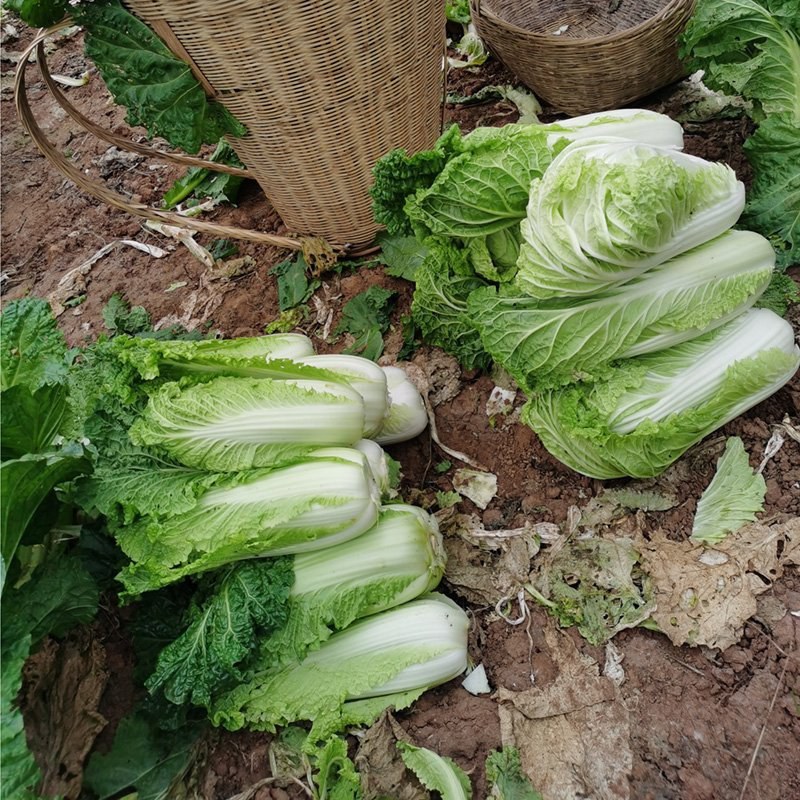 [荐]黄心白菜大白菜白菜看货论价保质保量欢迎订购