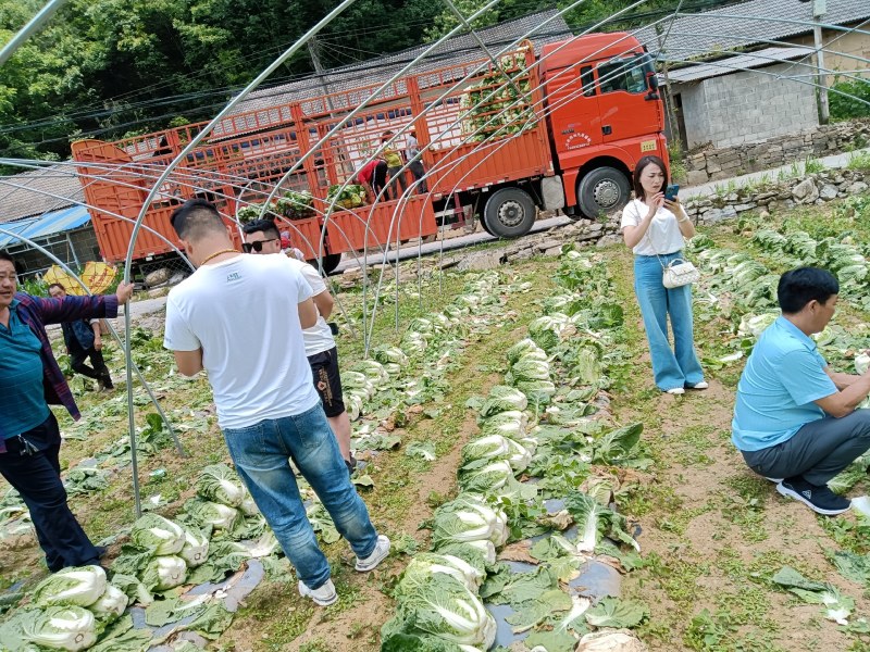 [荐]黄心白菜大白菜白菜看货论价保质保量欢迎订购