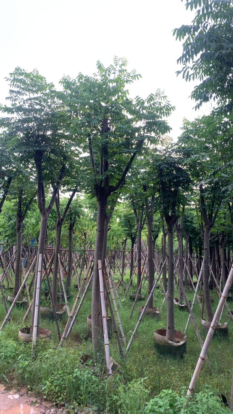 黄山栾树（国庆花）骨架12-13-15-17各种规格