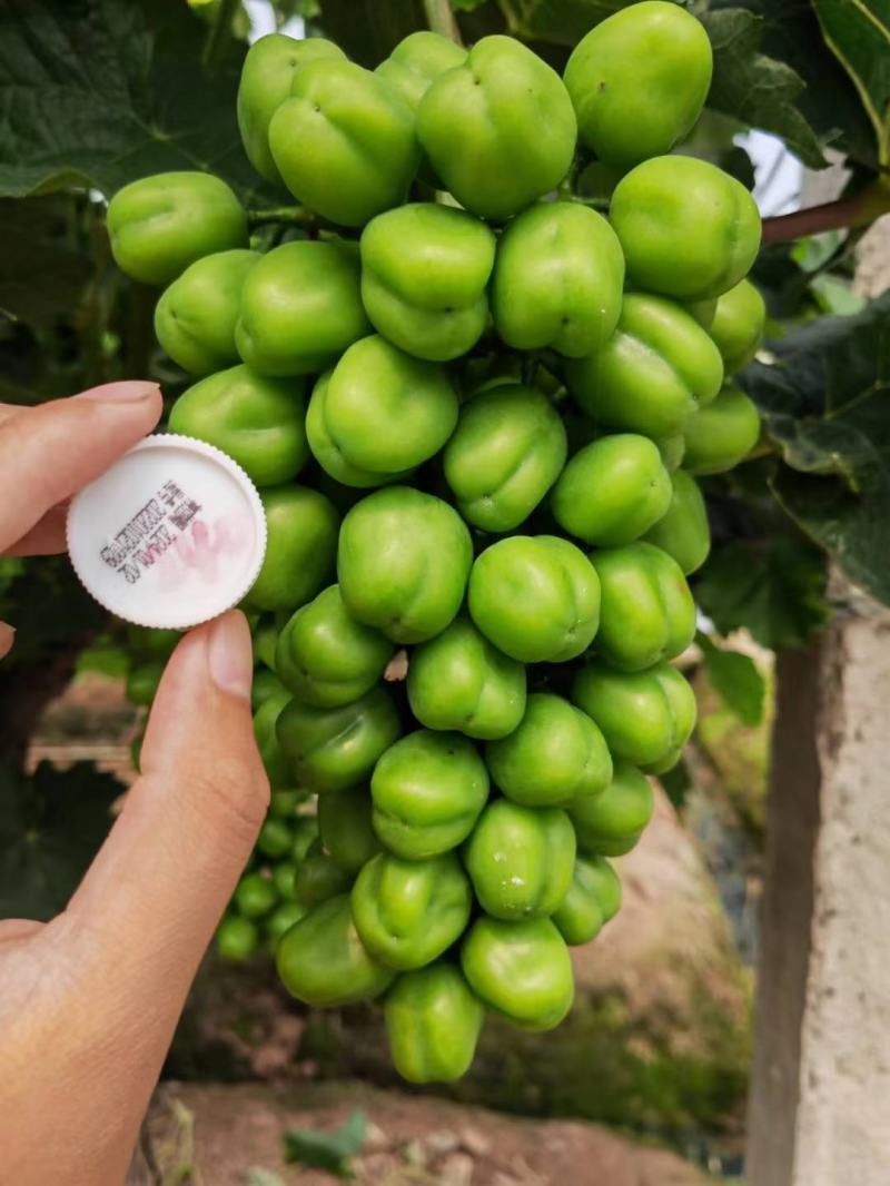 阳光玫瑰基地直销没有中间商赚差价量大价优