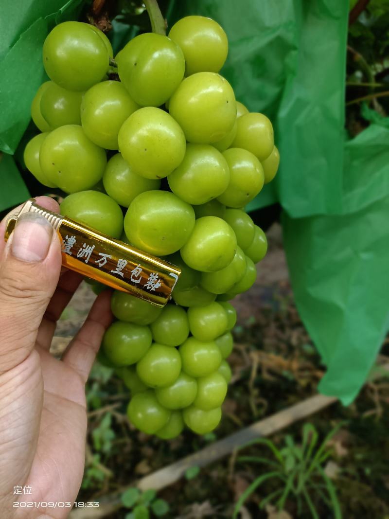 阳光玫瑰基地直销没有中间商赚差价量大价优