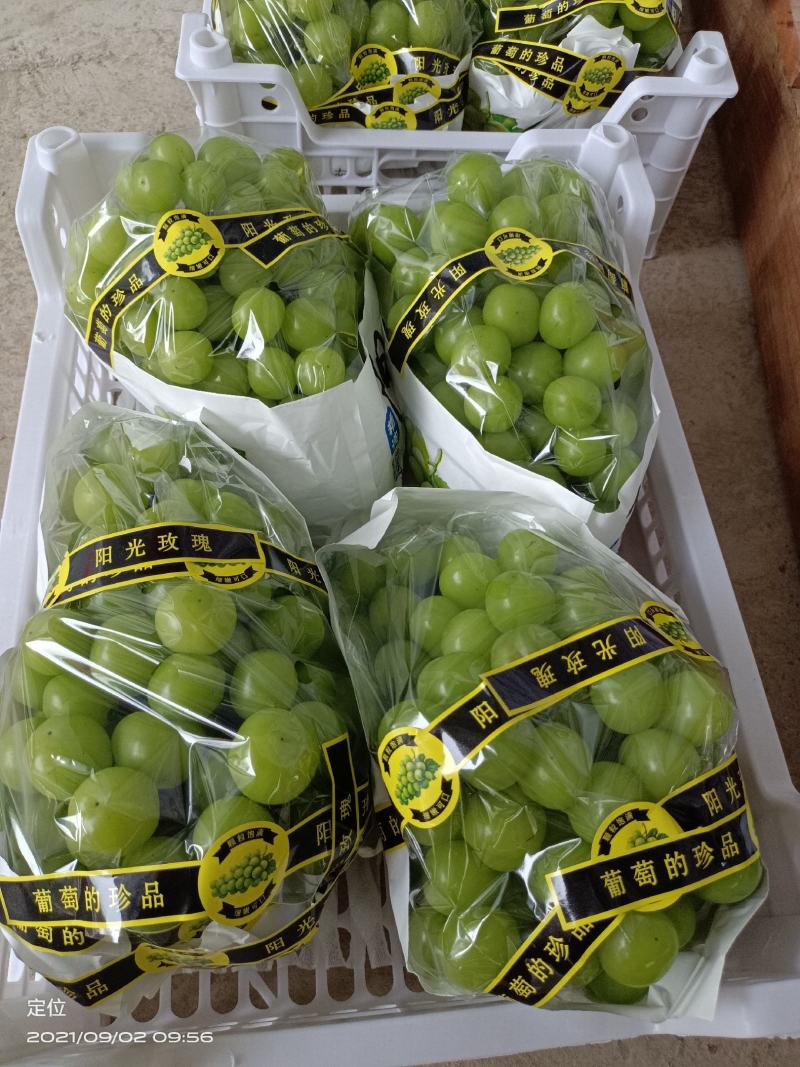 阳光玫瑰基地直销没有中间商赚差价量大价优