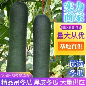 《精选》精品吊冬瓜大量上市条型好,色泽黑亮,随行就市