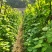 湖北长阳高山红花白四季豆产地直供一手货源欢迎致电