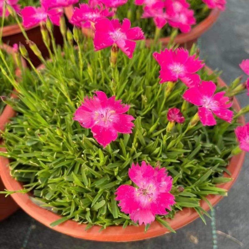 欧石竹大杯双色杯小杯四季开花庭院花镜色块绿化