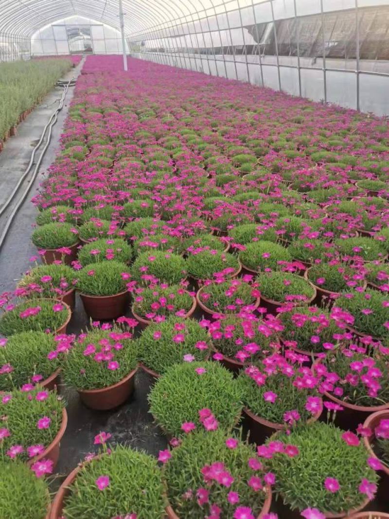 欧石竹大杯双色杯小杯四季开花庭院花镜色块绿化