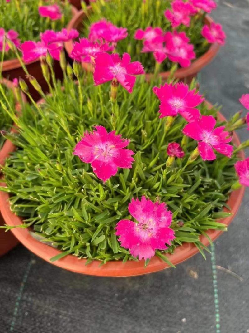 欧石竹大杯双色杯小杯四季开花庭院花镜色块绿化