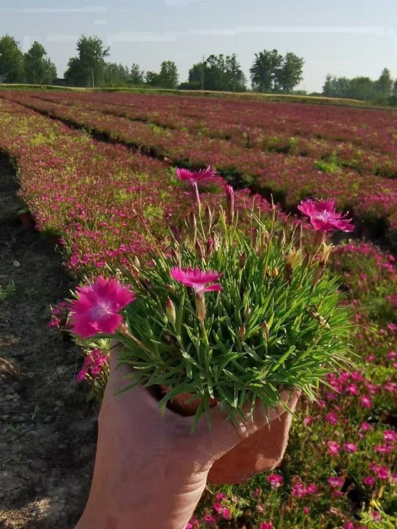 欧石竹大杯双色杯小杯四季开花庭院花镜色块绿化