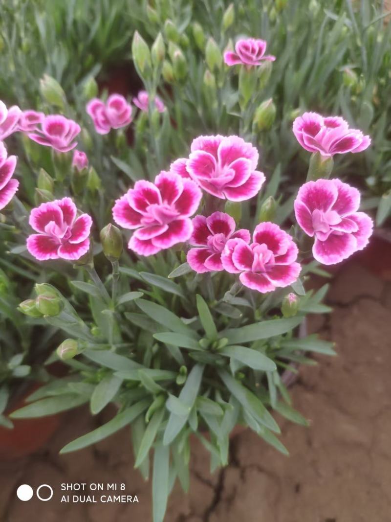 欧石竹大杯双色杯小杯四季开花庭院花镜色块绿化