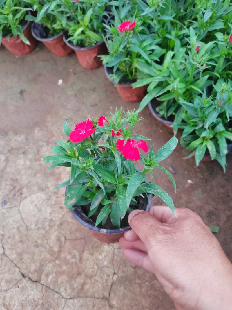 欧石竹大杯双色杯小杯四季开花庭院花镜色块绿化