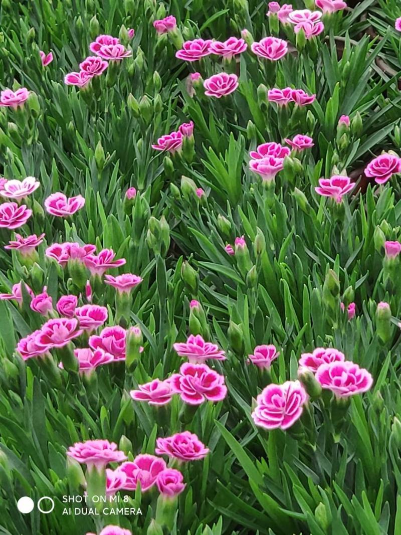 欧石竹大杯双色杯小杯四季开花庭院花镜色块绿化