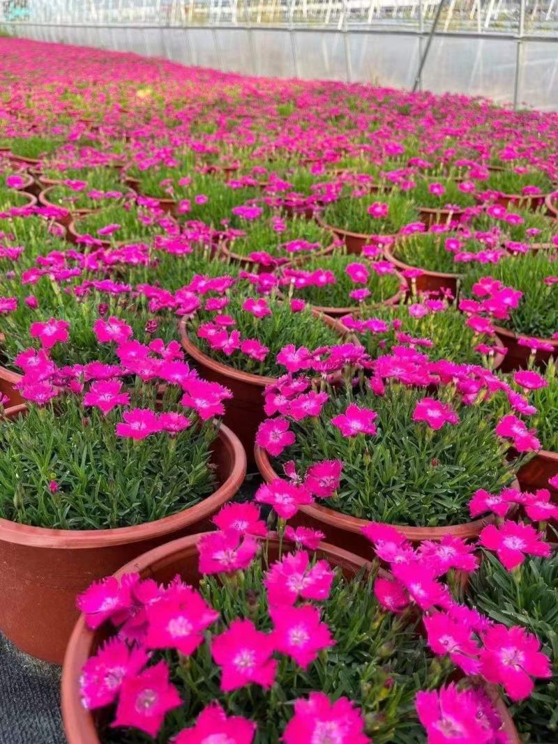 欧石竹大杯双色杯小杯四季开花庭院花镜色块绿化