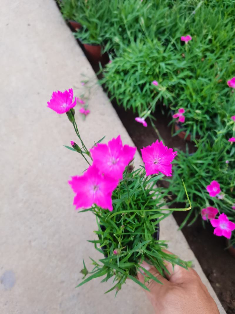 欧石竹大杯双色杯小杯四季开花庭院花镜色块绿化