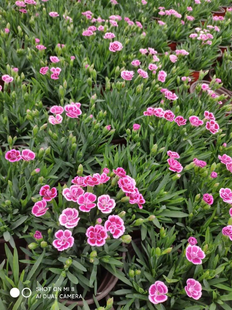欧石竹大杯双色杯小杯四季开花庭院花镜色块绿化