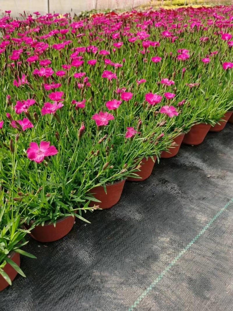 欧石竹大杯双色杯小杯四季开花庭院花镜色块绿化