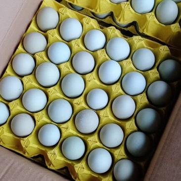 供应新鲜无抗绿壳蛋360枚装，蛋清稠，蛋黄大，蒸炒金黄