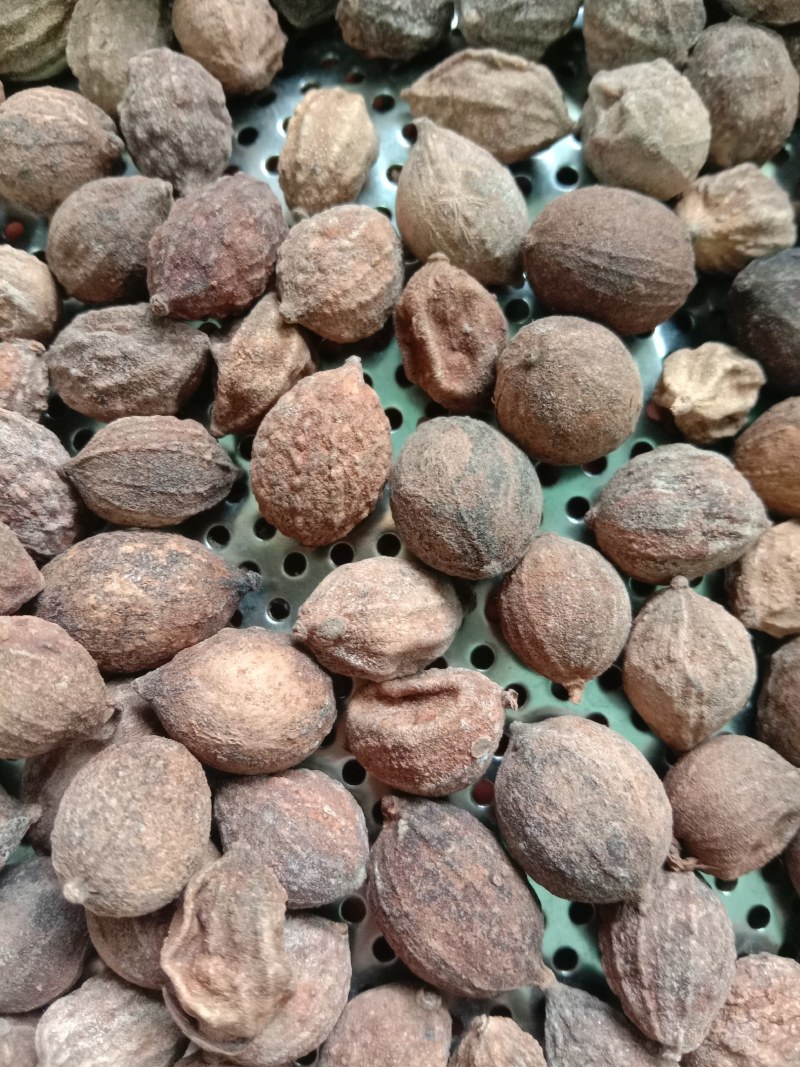 益智仁，中药材益智，新产，一手货源，欢迎咨询选购