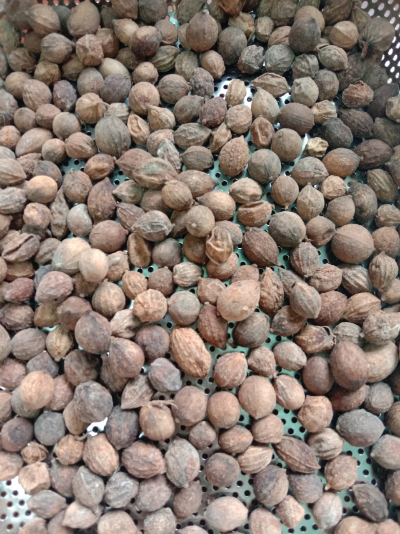 益智仁，中药材益智，新产，一手货源，欢迎咨询选购