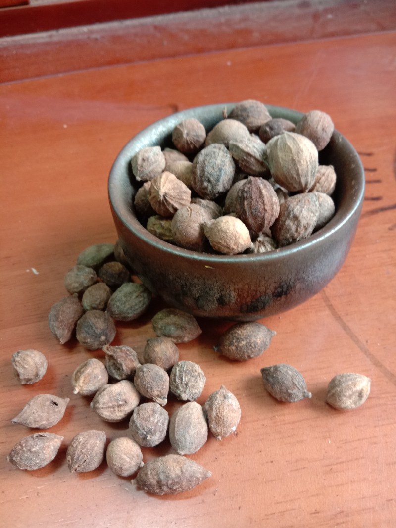 益智仁，中药材益智，新产，一手货源，欢迎咨询选购