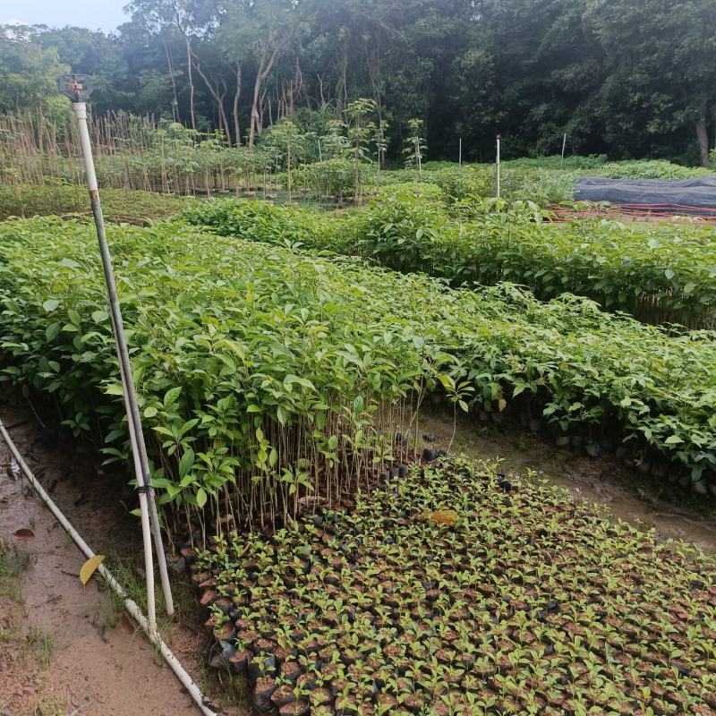 洋红风铃木小苗40-60高，1米至1.5米大量经营