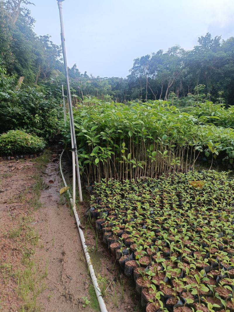 洋红风铃木小苗40-60高，1米至1.5米大量经营