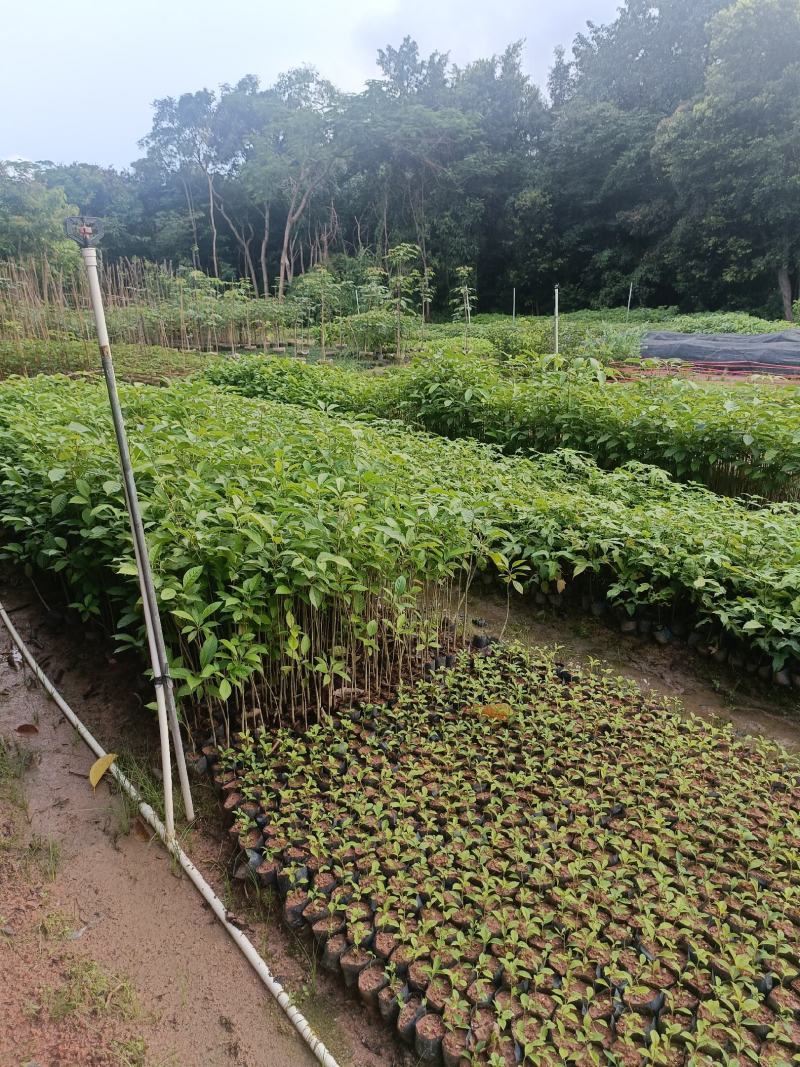 洋红风铃木小苗40-60高，1米至1.5米大量经营