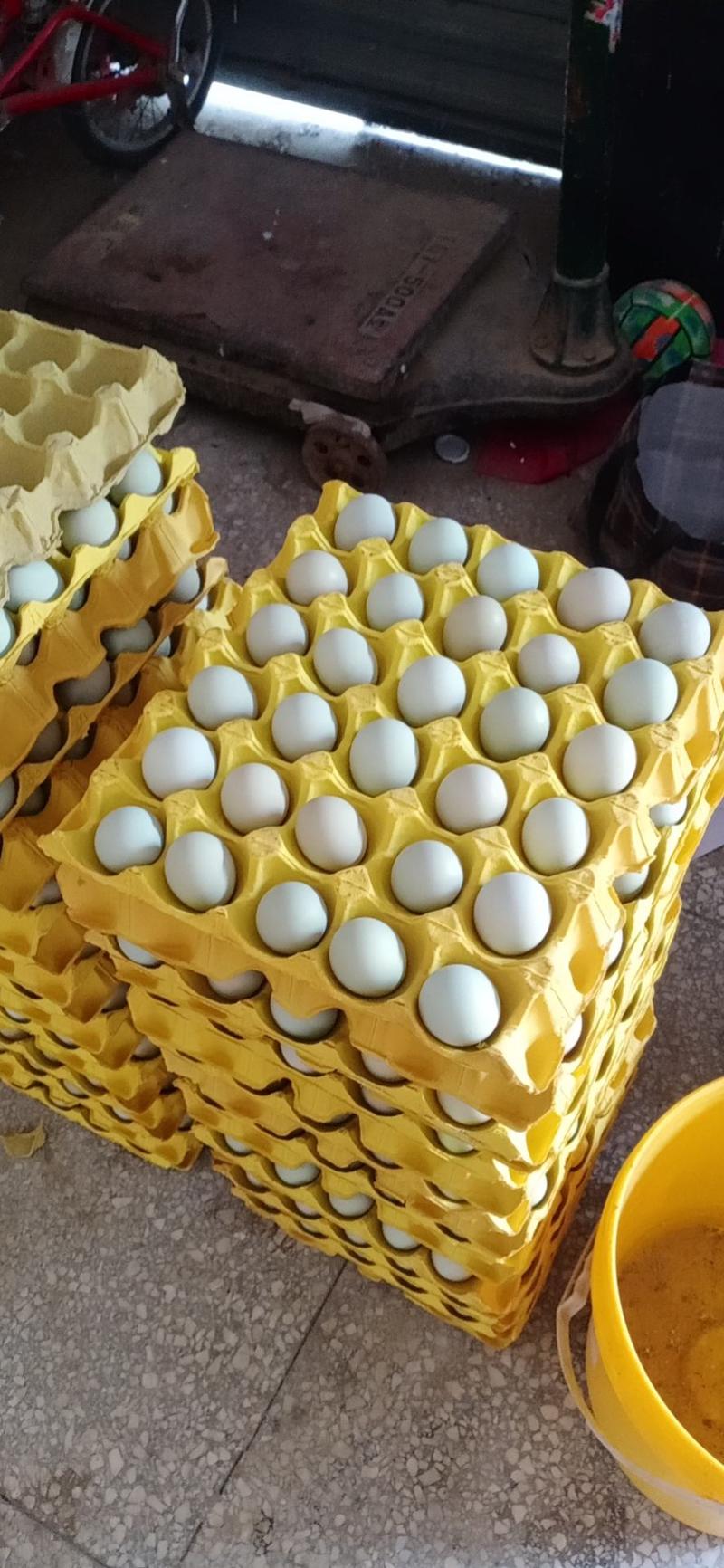供应新鲜无抗绿壳蛋360枚装，蛋清稠，蛋黄大，蒸炒金黄
