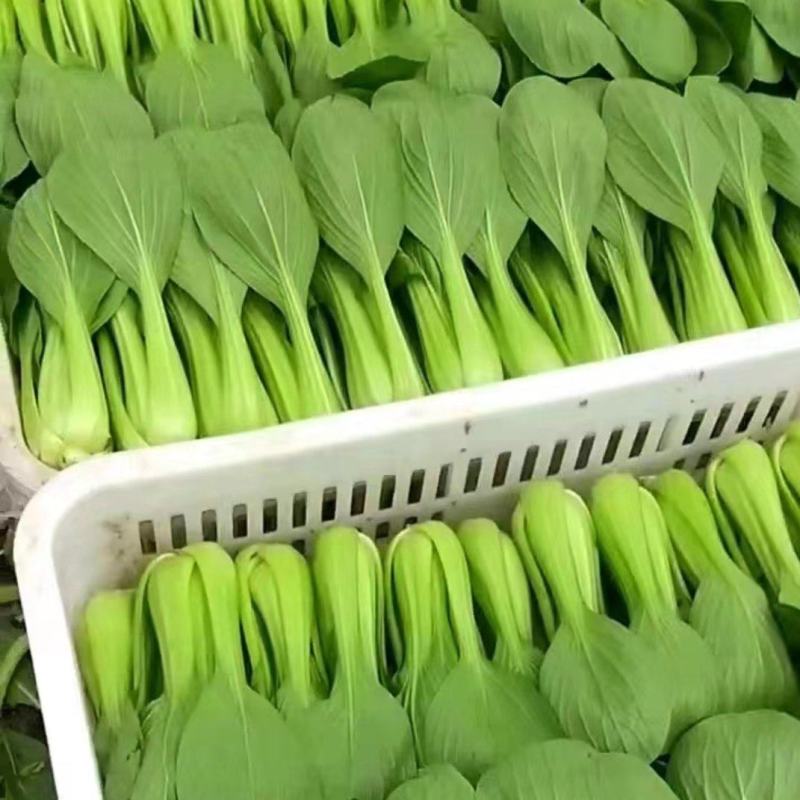 精品小科菜，上海青