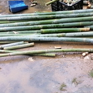 自家种的大量单竹，可以按顾客要求规格定做，新鲜竹子，量稳