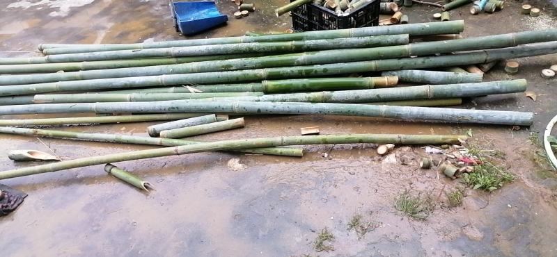 自家种的大量单竹，可以按顾客要求规格定做，新鲜竹子，量稳