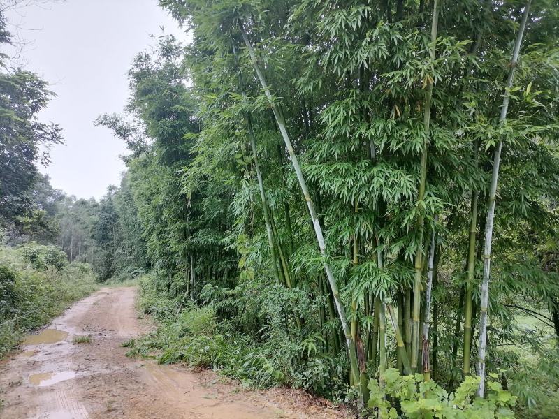 自家种的大量单竹，可以按顾客要求规格定做，新鲜竹子，量稳