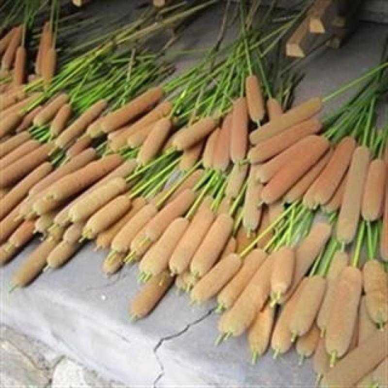 蒲棒蒲草