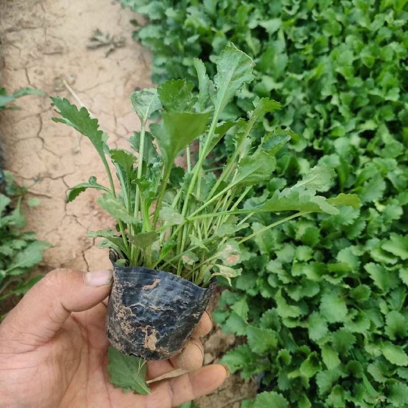 大滨菊大白菊大滨菊价格基地直销大量有货长期供货
