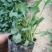 大滨菊大白菊大滨菊价格基地直销大量有货长期供货