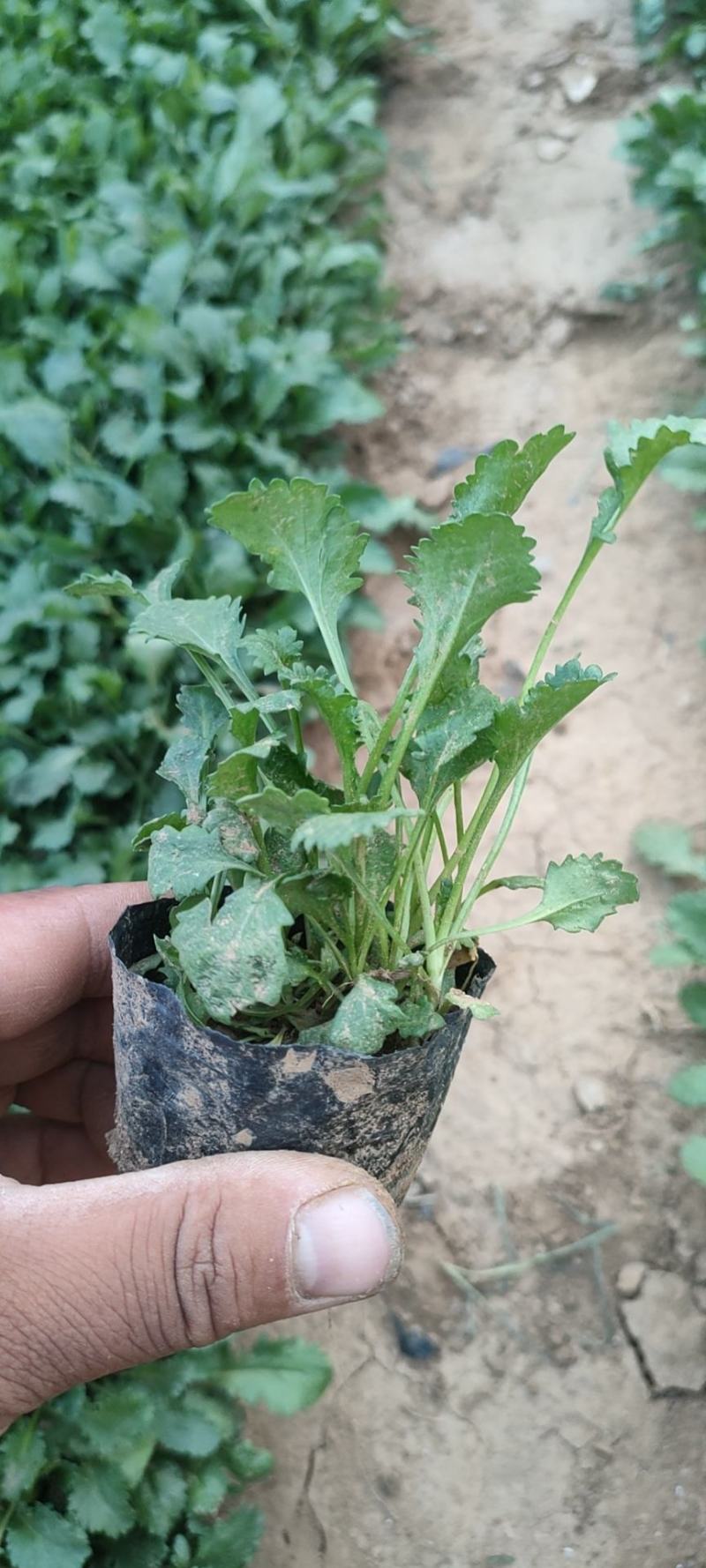 大滨菊大白菊大滨菊价格基地直销大量有货长期供货