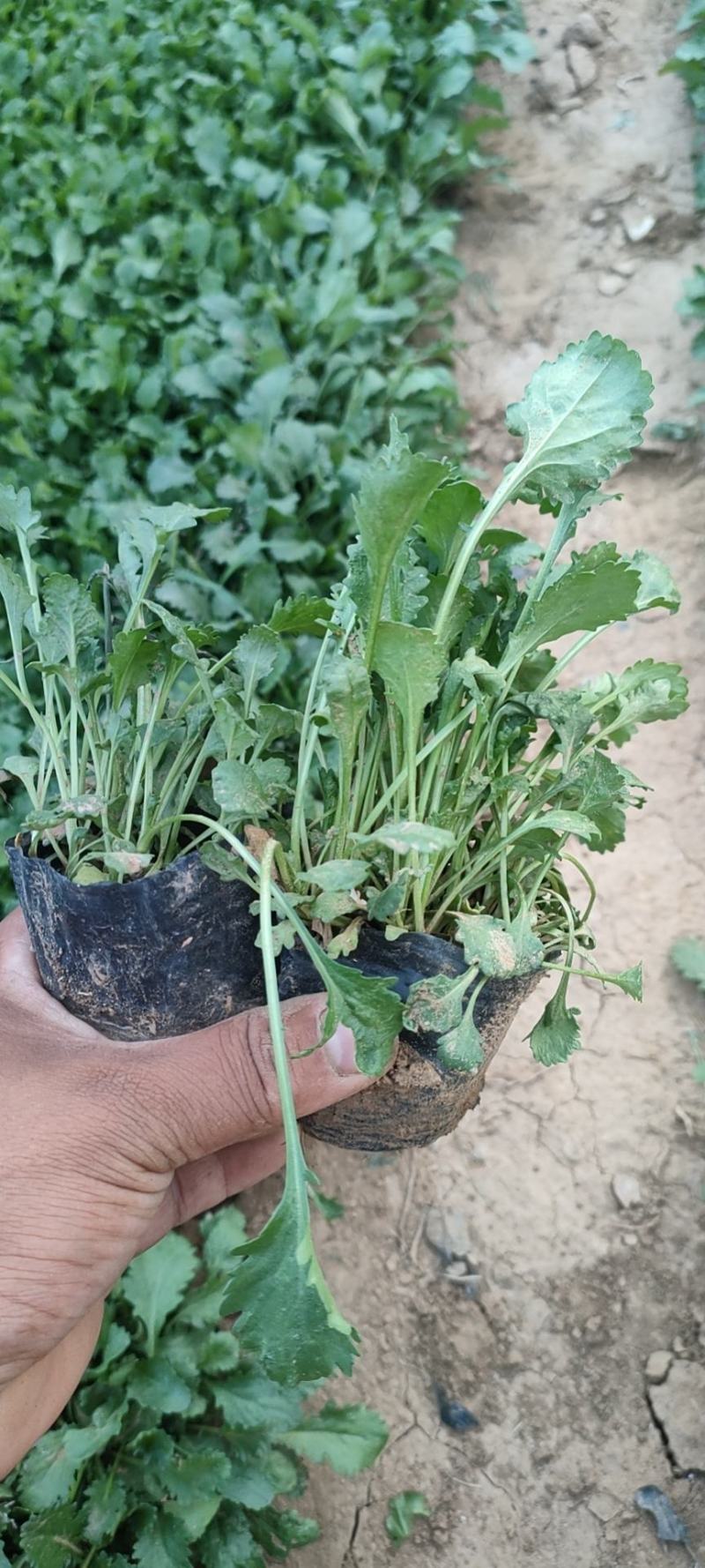 大滨菊大白菊大滨菊价格基地直销大量有货长期供货