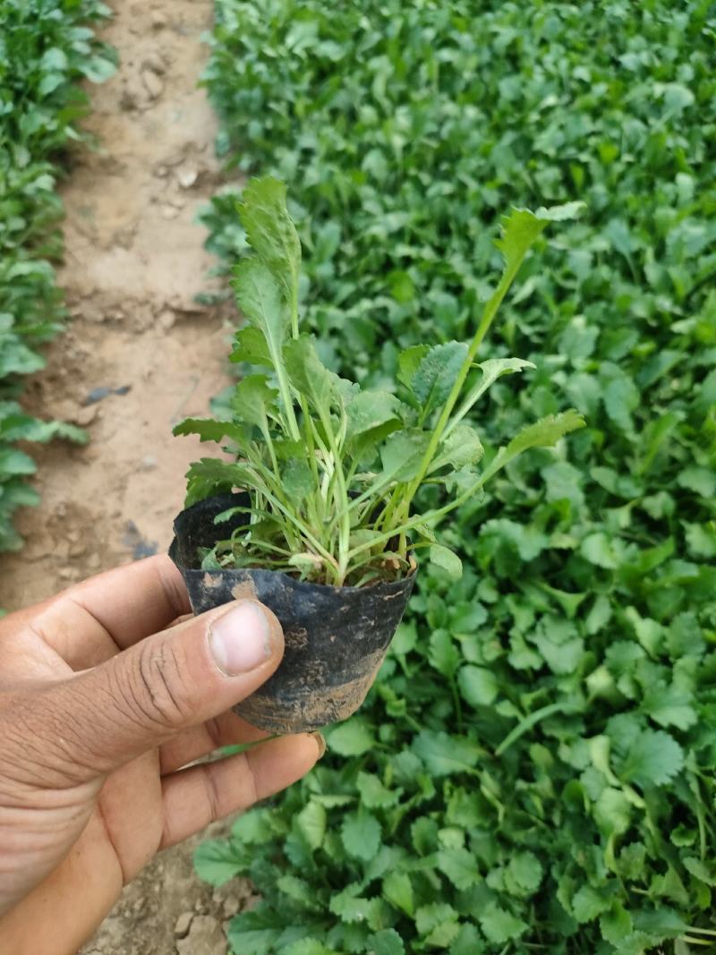 大滨菊大白菊大滨菊价格基地直销大量有货长期供货