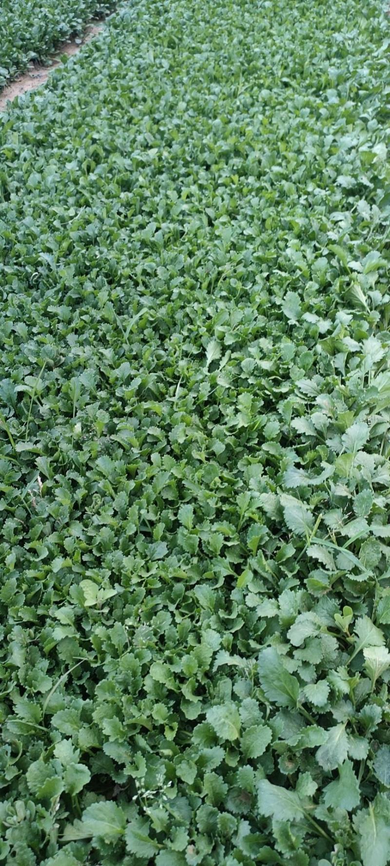 大滨菊大白菊大滨菊价格基地直销大量有货长期供货