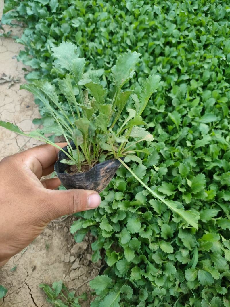 大滨菊大白菊大滨菊价格基地直销大量有货长期供货