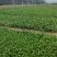 大滨菊大白菊大滨菊价格基地直销大量有货长期供货