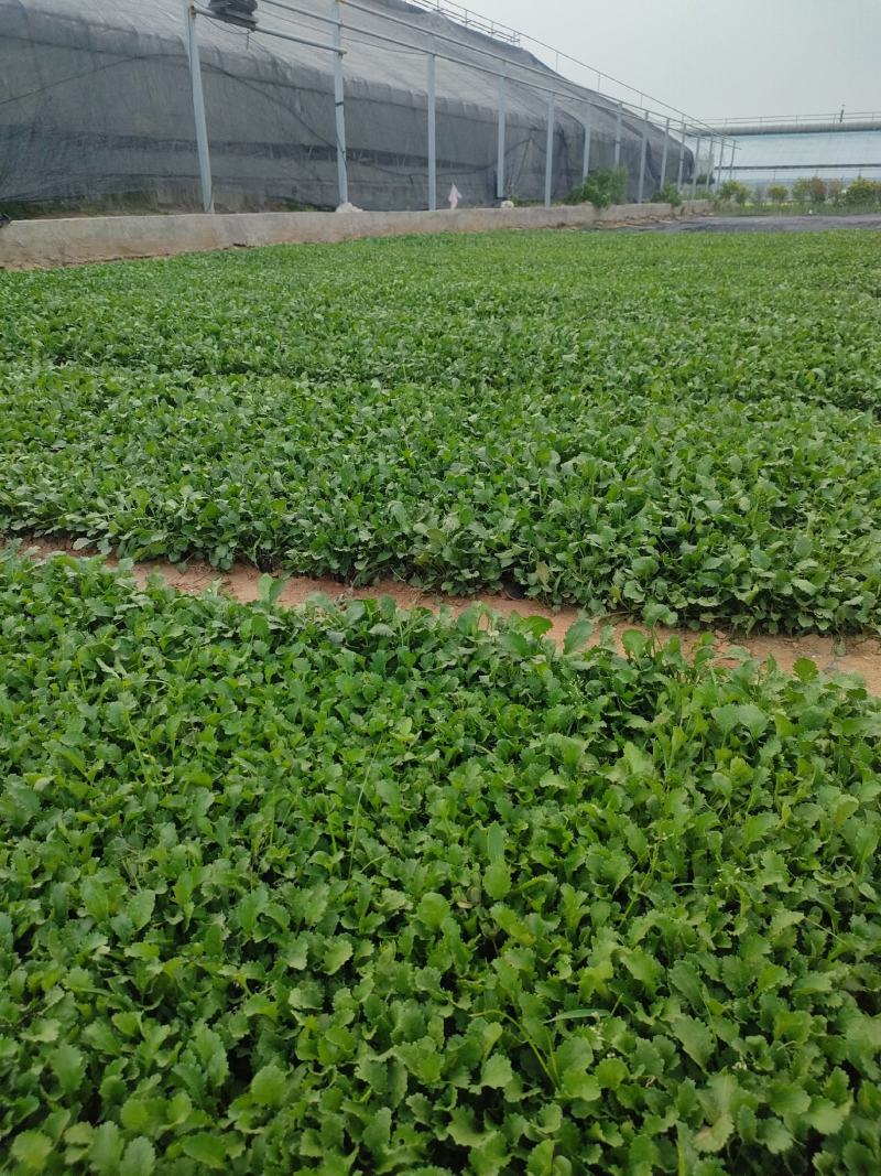 大滨菊大白菊大滨菊价格基地直销大量有货长期供货