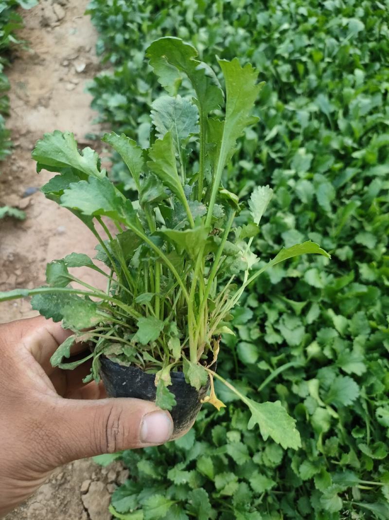 大滨菊大白菊大滨菊价格基地直销大量有货长期供货