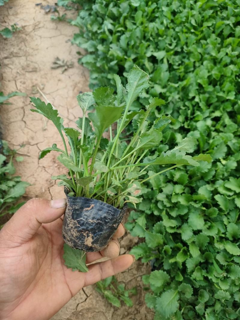 大滨菊大白菊大滨菊价格基地直销大量有货长期供货