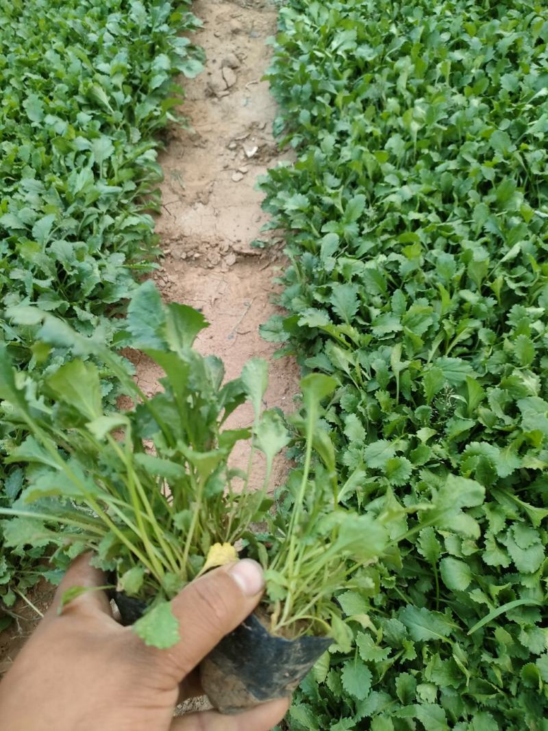 大滨菊大白菊大滨菊价格基地直销大量有货长期供货
