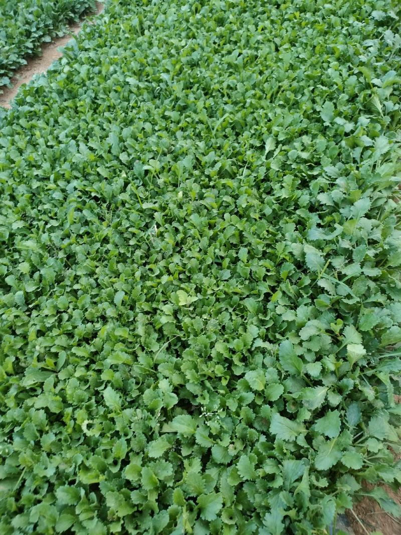 大滨菊大白菊大滨菊价格基地直销大量有货长期供货